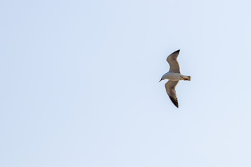 dynamic flying seagull on the sky
