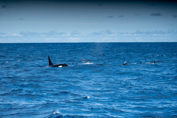 Fototapeta premium Orques