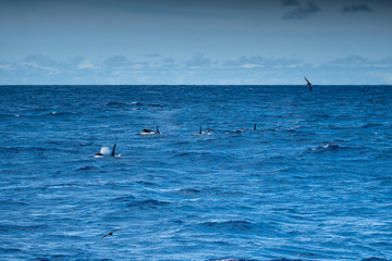 Obraz premium Orques