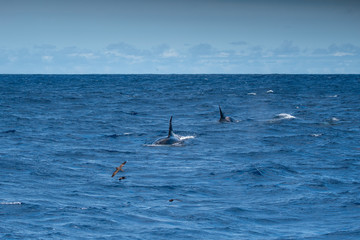 Fototapeta premium Orques