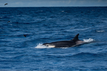 Fototapeta premium Orques