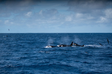 Fototapeta premium Orques