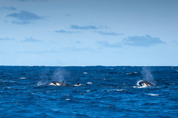 Obraz premium Orques