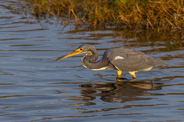 A Tricolored Heron wading and holding a small fish in its beak