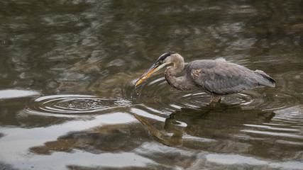 A great blue heron plucks a small fish out of a creek