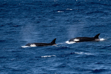 Fototapeta premium Orques