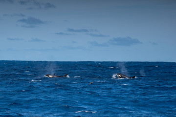 Fototapeta premium Orques