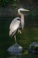 Heron standing on one leg on a rock in a stream