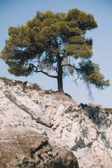 Pine tree on rock formation. Greece