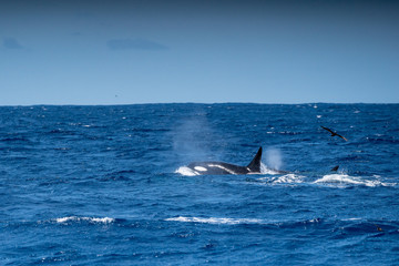 Fototapeta premium Orques