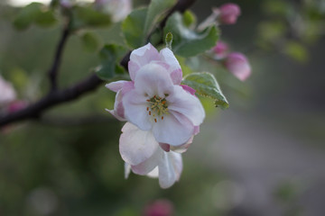 Fototapeta na wymiar White flowers and pink buds on a branch.