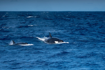 Fototapeta premium Orques