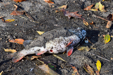 Toter Fisch an einem Teich	
