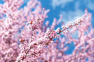 Wunderschön rosafarbende blühende Zierkirschen Blüten vor blauem Himmel. Frühlingserwachen in Jena.