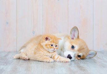 Fototapeta na wymiar A red-haired corgi puppy and a red-haired tabby kitten of British breed are lying nearby on the floor at home. The kitten plays with the paw