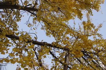 ginkgo biloba