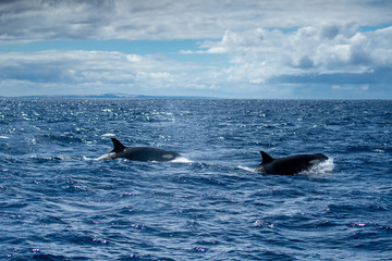 Fototapeta premium Orques