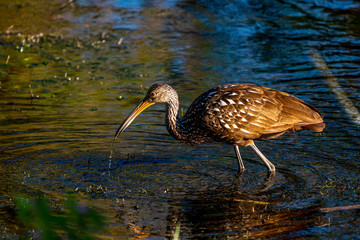 A Limpkin (Aramus guarauna) wading in the waters of the Orlando Wetlands Park, Florida, USA.