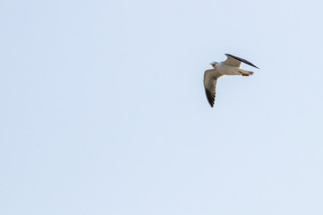 Fototapeta premium dynamic flying seagull on the sky