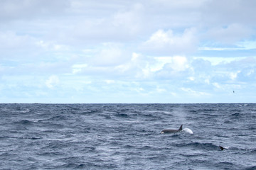 Fototapeta premium Orques