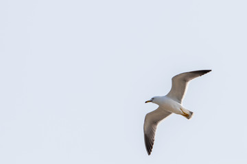 Obraz premium dynamic flying seagull on the sky