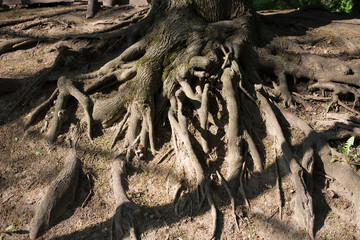 The roots of a tree on the surface of the earth.