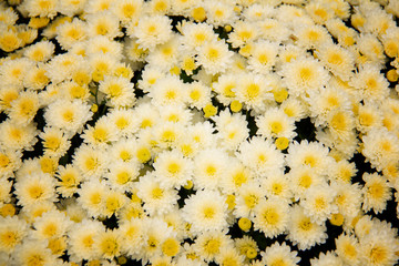 yellow flowers on a background