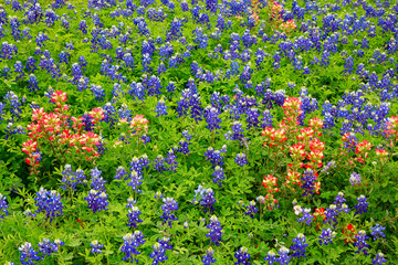 Bluebonnets, Texas national flowers,  and Indian paintbrush background