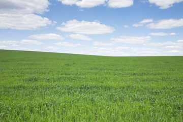 Fototapeta premium Beautiful view of the green field with clouds.