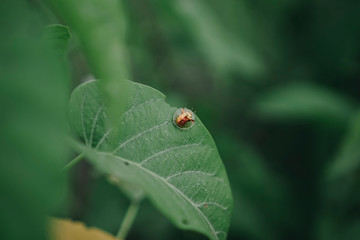 ladybug on green leaf