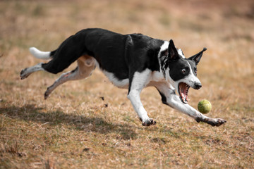 Action capture of a black & white sheep dog running in a field.