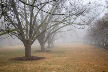 A row of mulched pecan trees flanked by a row of dogwood trees in a park-like setting in early springtime. Bare branches, foggy morning.