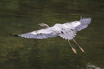 A great heron in flight shows its feathers