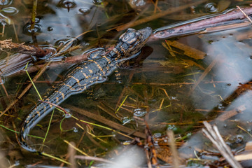 Close up of a young American alligator (Alligator mississippiensis) hatchling standing on branches in the water in Florida, USA.
