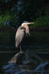 Heron standing quietly in the morning light