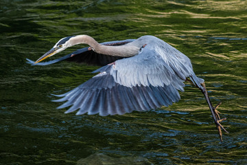 A great blue heron jumps into flight over Tulpehocken Creek