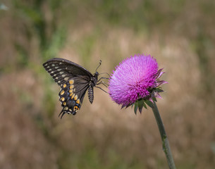 A black swallowtail butterfly feeds on a pink thistle flower