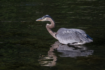 A great blue heron chest-high in water with a broken reflection beneath it