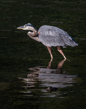 A great blue heron in stealth mode with a broken reflection beneath it