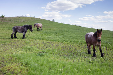 Powerful Belgian horse standing in moldavian field.