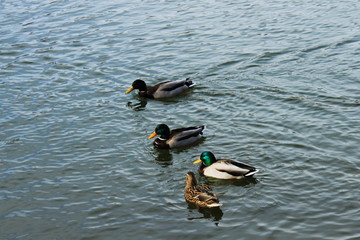Kaczki krzyżówka na tafli jeziora, buszujące w wodzie. Chorzow Park Slaski Polska © Tomek