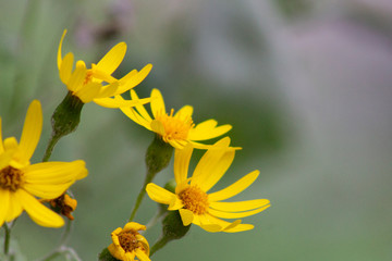 tres flores amarillas con fondo desenfocado