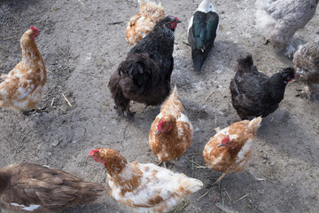 Different colors hens are in a birds yard.