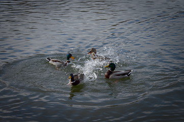 Kaczki krzyżówka na tafli jeziora, buszujące w wodzie. Chorzow Park Slaski Polska © Tomek