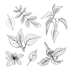 Tree branches and leaves in sketchy style. Hand drawn design elements. Vector illustration