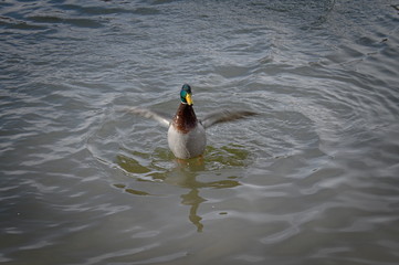 Kaczki krzyżówka na tafli jeziora, buszujące w wodzie. Chorzow Park Slaski Polska © Tomek