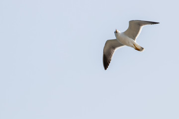 dynamic flying seagull on the sky