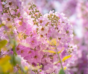 Purple flowers are blooming beautifully,select focus.