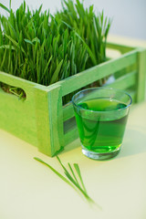 Green organic wheat grass drink and young grass in the green wooden box