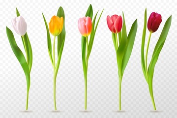 Colorful tulips. Beautiful tulip buds, spring flowers design for greeting card 8 march or mothers day, floral elements realistic vector set. Tulip red, orange flower blossom, spring bloom illustration - obrazy, fototapety, plakaty